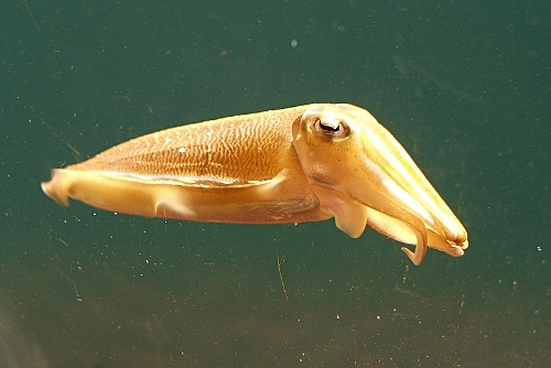 Common cuttlefish